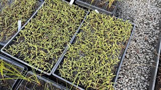 KT009 Kauri Trees Forest | Nurse Trees \u0026 Kauri Seeds Germinating at Ribbonwood | June 2023