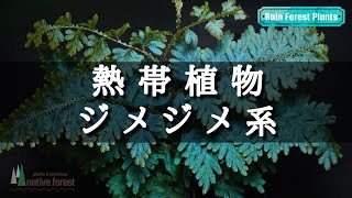 【パルダリウム】熱帯植物・ジメジメ系 とは？