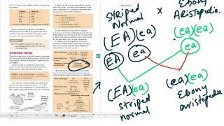 A2 BIOLOGY INHERITED CHANGE ..AUTOSOMAL LINKAGE VIDEO 7