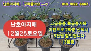 12월28토요일.2차판매품 .이벤트로.2화분 선택시 5천원 할인됩니다