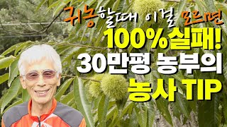 은퇴 후 30만평 산에서 유기농으로 밤농사 짓기 (경북 청도)