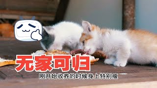 无家可归的品种猫它们心里是什么滋味？