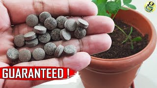 Grow Plants Faster with this – Proven Scientific Method | Mycorrhizae