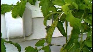 Tachinid fly vs. Tomato hornworm