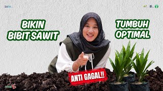 Anti Gagal!! Bikin Bibit Sawit Tumbuh Optimal