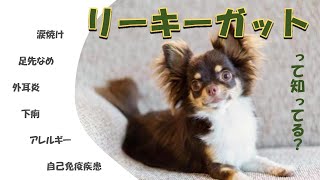 【涙焼け・栄養療法・犬】アレルギーや下痢の原因　リーキーガット仮説ってなに？