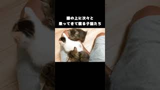 膝の上に次々と乗ってきて寝る子猫たち #保護子猫