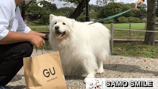 じぃちゃんサモエド/Samoyed-G　姫路城（世界遺産／国宝）を観光①　もふもふも、天守閣もバッチリ。Sightseeing with Samoyed at \