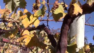 山梨のぶどう作り - 冬のぶどう園：翠峰（すいほう） 1 -japanese Winter Vineyards in Yamanashi