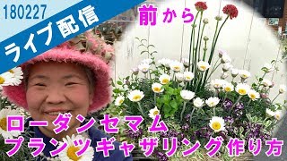 【ライブ配信】ローダンセマム・アルメリアの寄せ植えプランツギャザリング前からアングル