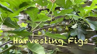 Tasty Ripe Green Figs