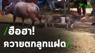 ฮือฮา! ควายตกลูกแฝด ชาวบ้านเชื่อให้โชค | 14-01-64 | ตะลอนข่าว