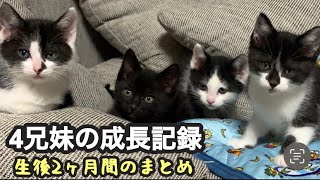 【保護子猫】ずっとのお家へ巣立った4兄妹の産まれてから2ヶ月の成長記録