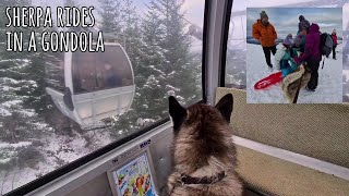 Husky goes in a Mountain Gondola to find his Dream, Snow