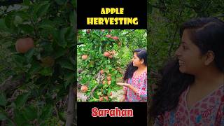 #ep17 Apple Hervesting In Sarahan, Himachal Pradesh #appleorchard #sarahan #himachalpradesh