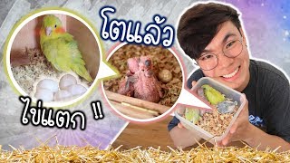 ล้วงเด็กๆออกมาจากรัง และการดูเพศนกฟอพัส | My PET EP.32