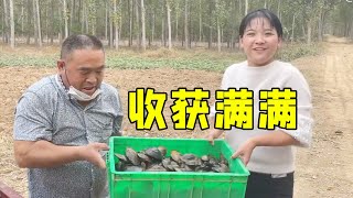 全家出动下河摸河蚌，水浅货多都是野生的，老少齐下手收获颇丰！【许海燕vlog】