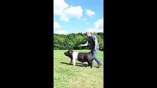 Shipley Swine Genetics Exotic boar Rockstar