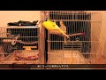 オカメインコと一緒に遊びたいセキセイインコ おしゃべり 鳴き声 budgie cockatiel