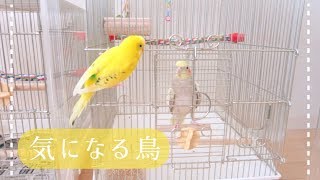 オカメインコと一緒に遊びたいセキセイインコ おしゃべり 鳴き声  Budgie Cockatiel