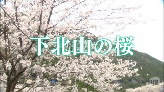 【おうちで奈良旅】下北山村の桜