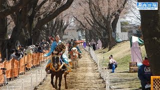 桜の下で女流騎手が流鏑馬大会／十和田