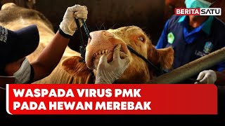 Waspada, Wabah PMK Pada Hewan Merebak | Beritasatu