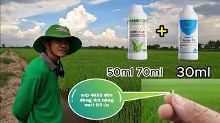 chia sẽ kinh nghiệm nhìn lúa nếp bón phân đúng thời điểm đạt năng suất tối ưu #74 l Thanhdotv