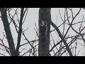 seoski detlic lat. dendrocopos syriacus syrian woodpecker danilovgrad