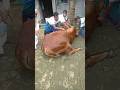 kurbani Guru 😭😭😭 qurbani Mubarak #cow #tiktok #shortsfeed #shorts #viral #voice #islam #ytshorts