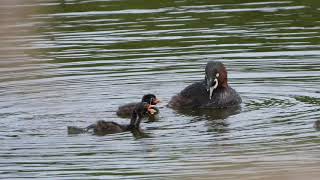 カイツブリの子育て　水上編