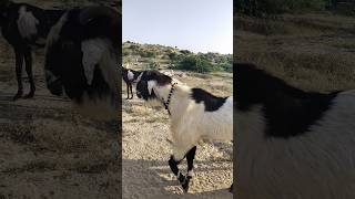 White Color Huge Goat Click 😱😱 #animals #sound