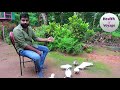 പുതിയ പ്രാവിനെ കൂടുമായി എങ്ങനെ ഇണക്കാം pigeon part 6 basic thinks about pigeon for beginners