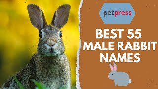 The Ultimate List Of 55 Male Rabbit Names For Your Cute Rabbit 🐇 | Petpress