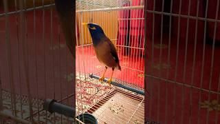 myna lovely sound #mynabird #myna #indianmyna #bird #birdsounds #shorts