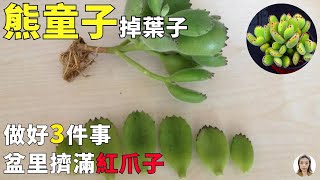 多肉熊童子掉葉子的6種原因，除正常消耗之外其餘的都是養護不當引起，這樣處理長得胖乎乎|花花世界