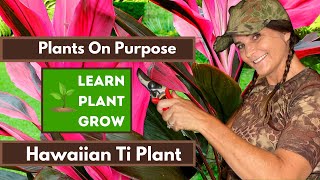 Hawaiian Ti Plant: Propagation, planting and trimming