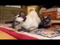 animal planet cats 101 ~ siamese