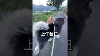 青春没有售价，狗拉车直达拉萨