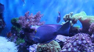 Video of my 112 gallon mixed reef aquarium livestock overview