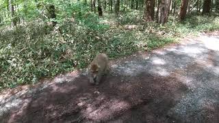 上高地のお猿かわいい