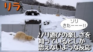 ホッキョクグマ　ソリに乗ってみたいリラ