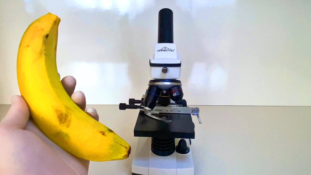 Banana Under Microscope At Lily Holtze Blog