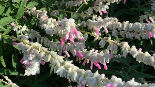 Salvia leucantha 'Velour Pink' | Must-See May