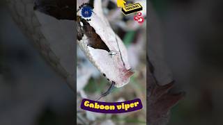 gaboon viper attack