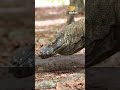 Fascinating Facts about Komodo Dragons: Unveiling the Mysteries of the Largest Reptile Komodo Island