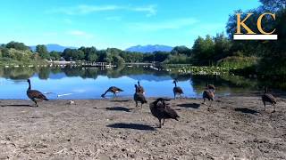 【Vancouver Park】Trout Lake Park Canada Geese 2018-07-17