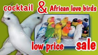 Cocktail and African lovebirds for sale in Avadi chennai