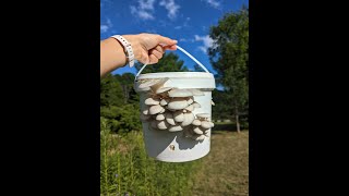 Grow Mushrooms out of Buckets using the Bucket Tech! Quick Tutorial!