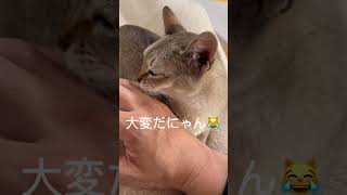 ご主人様の指ぺろぺろに忙しいネコ #猫動画 #Singapura #シンガプーラ #保護猫